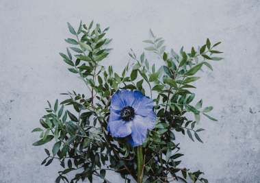 niebieski kwiat, ziółka na białym tle